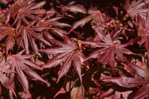 Acer palm. 'Trompenburg' 150-175 C25 - afbeelding 3