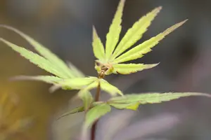 Acer palmatum 200-250   C70 MRST - afbeelding 2