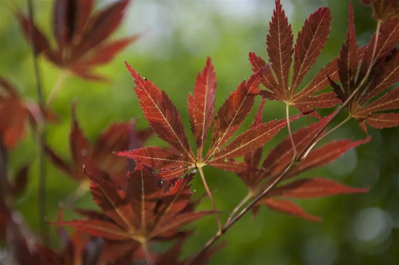 Acer palmatum 225-250   C150 MRST - afbeelding 1