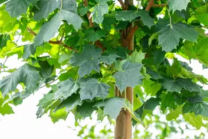 Acer plat. 'Cleveland' 10/12 HO C - afbeelding 2