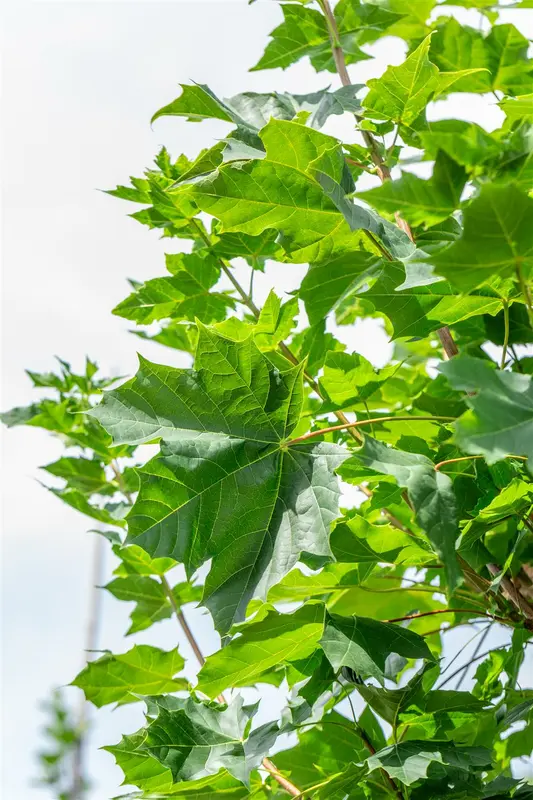 Acer plat. 'Cleveland' 12/14 HO C - afbeelding 1