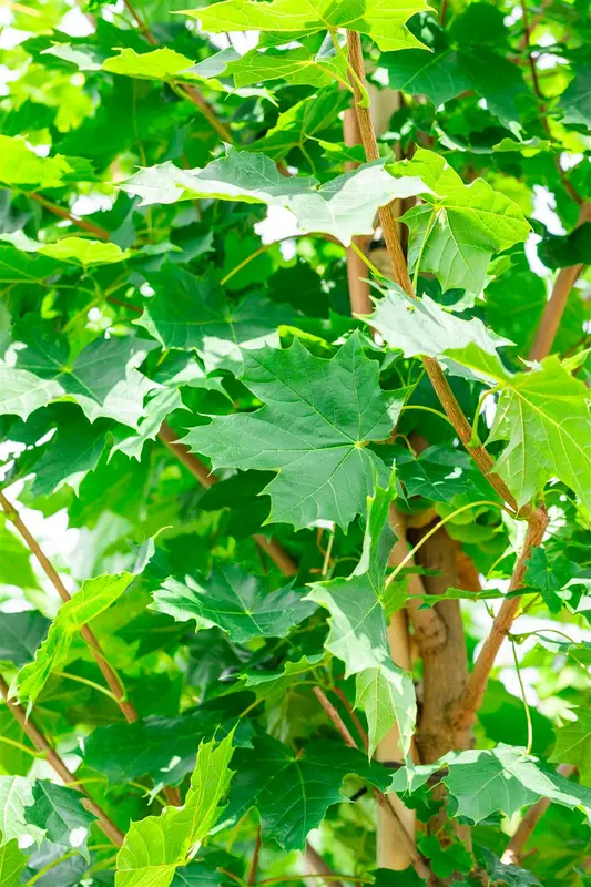 Acer plat. 'Cleveland' 12/14 HO C - afbeelding 3