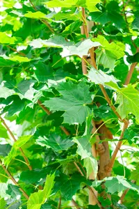 Acer plat. 'Cleveland' 12/14 HO C - afbeelding 3