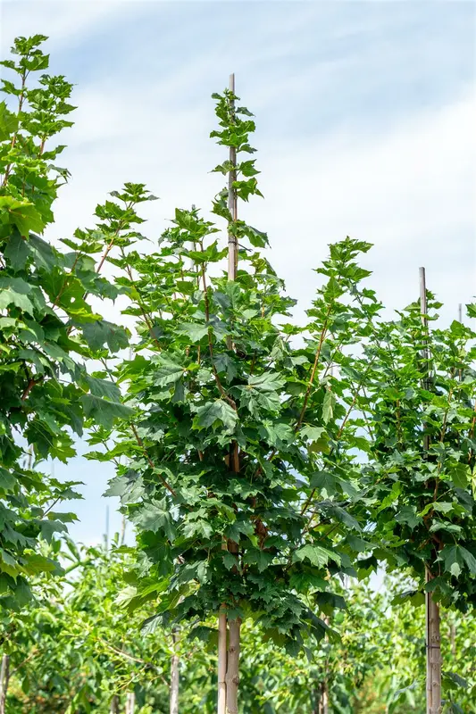 Acer plat. 'Cleveland' 12/14 HO C - afbeelding 5