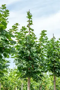 Acer plat. 'Cleveland' 12/14 HO C - afbeelding 5