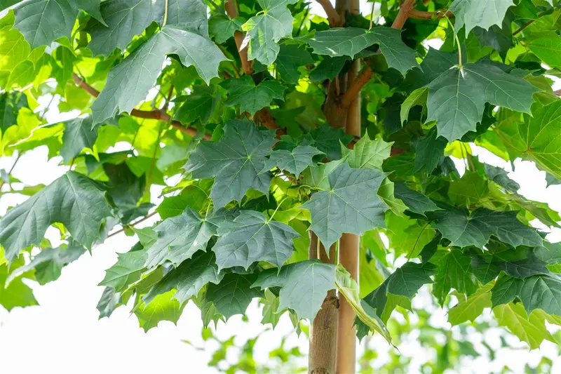 Acer plat. 'Cleveland' 12/14 HO C - afbeelding 2