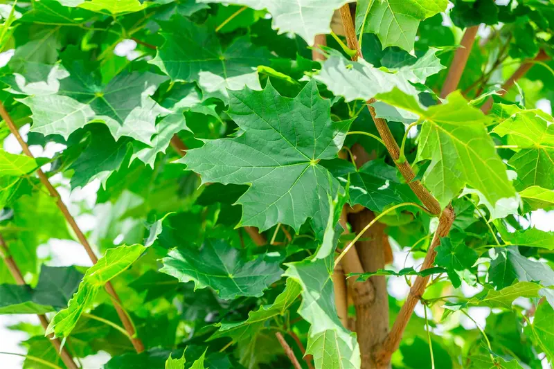 Acer plat. 'Cleveland' 12/14 HO C - afbeelding 4