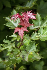 Acer plat. 'Crimson Sentry' 12/14 HO C - afbeelding 3