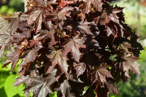 Acer plat. 'Crimson Sentry' 8/10 BEVEERD BW - afbeelding 1
