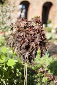 Acer plat. 'Crimson Sentry' 8/10 HO C - afbeelding 2