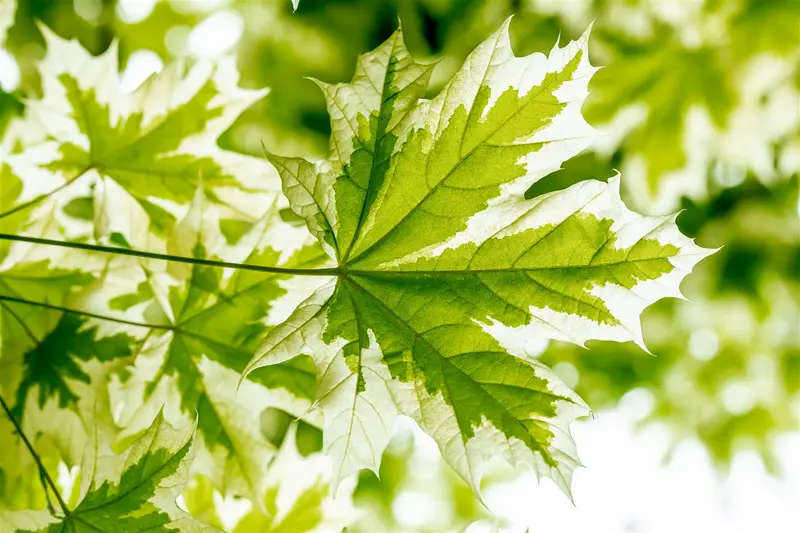 Acer plat. 'Drummondii' 10/12 HO BW - afbeelding 5