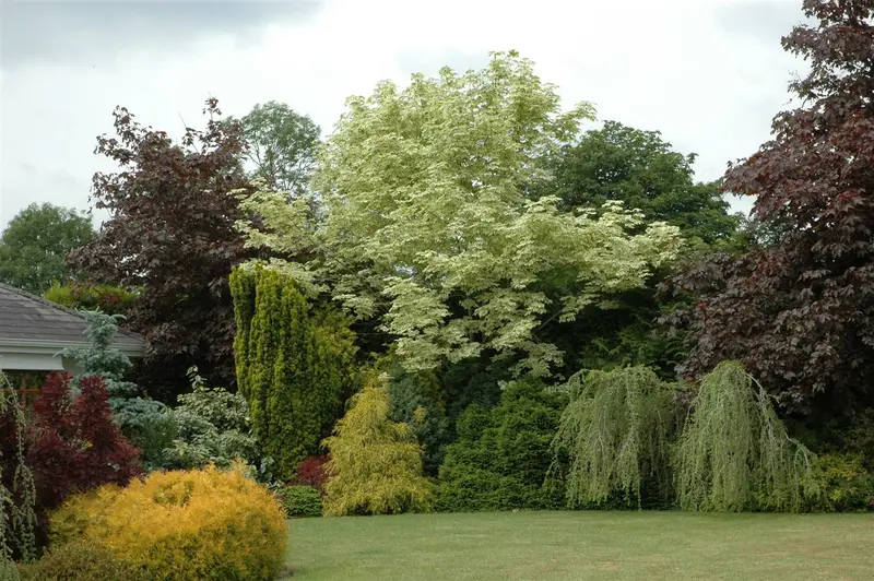 Acer plat. 'Drummondii' 10/12 HO C - afbeelding 1