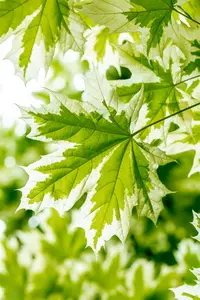 Acer plat. 'Drummondii' 12/14 HO C - afbeelding 4