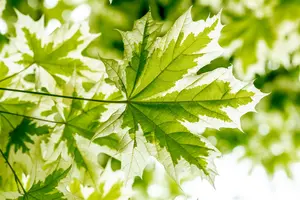 Acer plat. 'Drummondii' 12/14 HO C - afbeelding 5