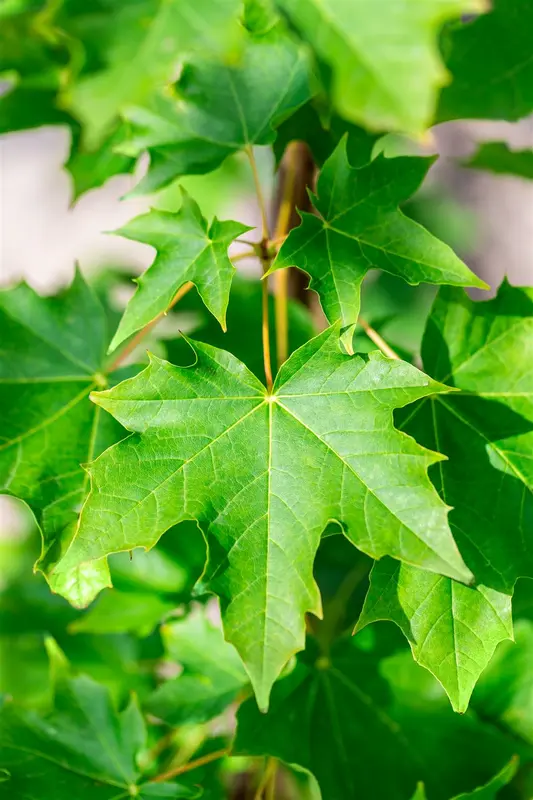 Acer plat. 'Emerald Queen' 18/20 HO C