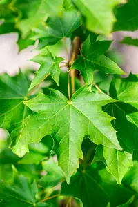 Acer plat. 'Emerald Queen' 18/20 HO C