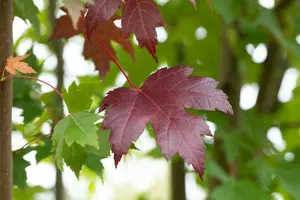 Acer plat. 'Royal Red' 8/10 HO C