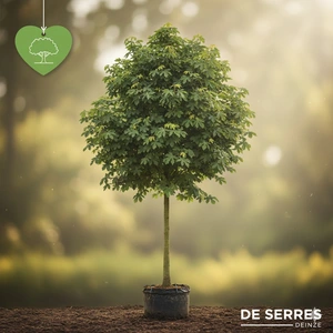 Acer pseudoplatanus 'Hermitage' 8/10 C20 (HO)