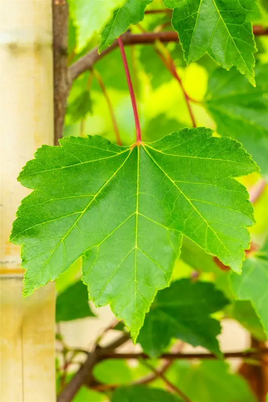 acer rubr. 'october glory' 12/14 C - afbeelding 3