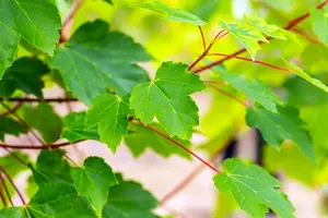 acer rubr. 'october glory' 12/14 C - afbeelding 2