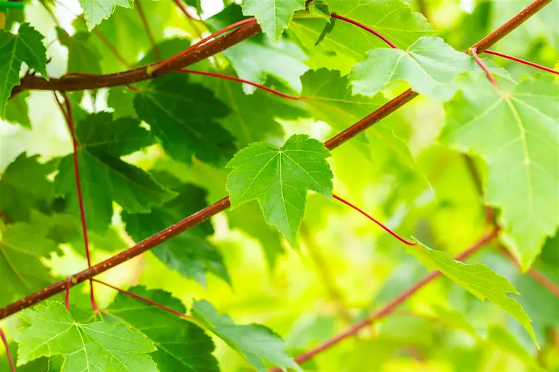 acer rubr. 'october glory' 12/14 C - afbeelding 4