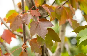 acer rubr. 'october glory' 12/14 C - afbeelding 4