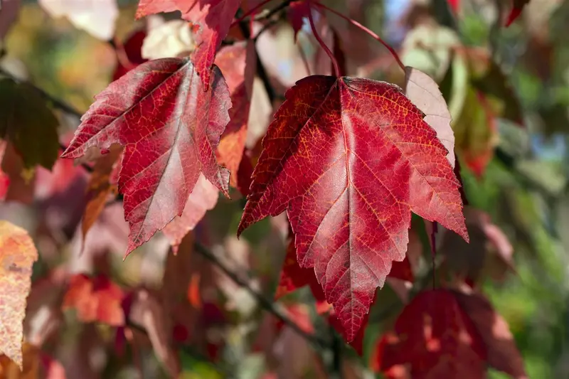 Acer rubr. 'Red Sunset' 10/12 HO C - afbeelding 2