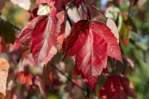 Acer rubr. 'Red Sunset' 100-125   C12 - afbeelding 2
