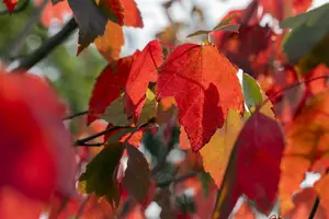 Acer rubr. 'Red Sunset' 100-125   C12 - afbeelding 3
