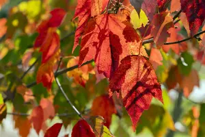 Acer rubr. 'Red Sunset' 100-125   C12 - afbeelding 4