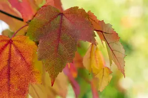 Acer rubrum 10/12 HO C - afbeelding 5