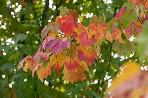 acer rubrum 8/10 - afbeelding 5