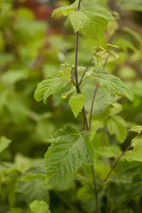 acer rufinerve 10/12 C - afbeelding 5