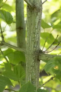 Acer rufinerve 175-200   C45 MRST - afbeelding 3