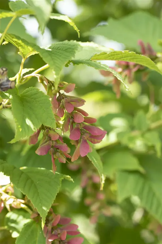 Acer rufinerve 175-200   C45 MRST - afbeelding 4