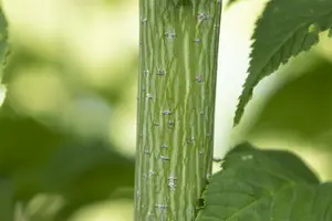 Acer rufinerve 175-200   C45 MRST - afbeelding 2