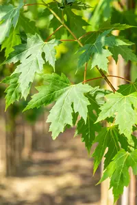 Acer saccharinum 20/25 HO DKL - afbeelding 3