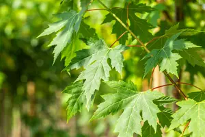 Acer saccharinum 20/25 HO DKL - afbeelding 4