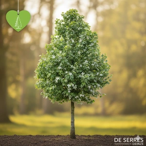 Acer saccharinum 'Pyramidale' 8/10 (HO)