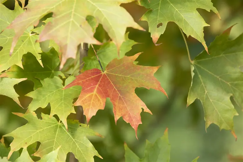 acer saccharum (HOcm) 14/16 C - afbeelding 1