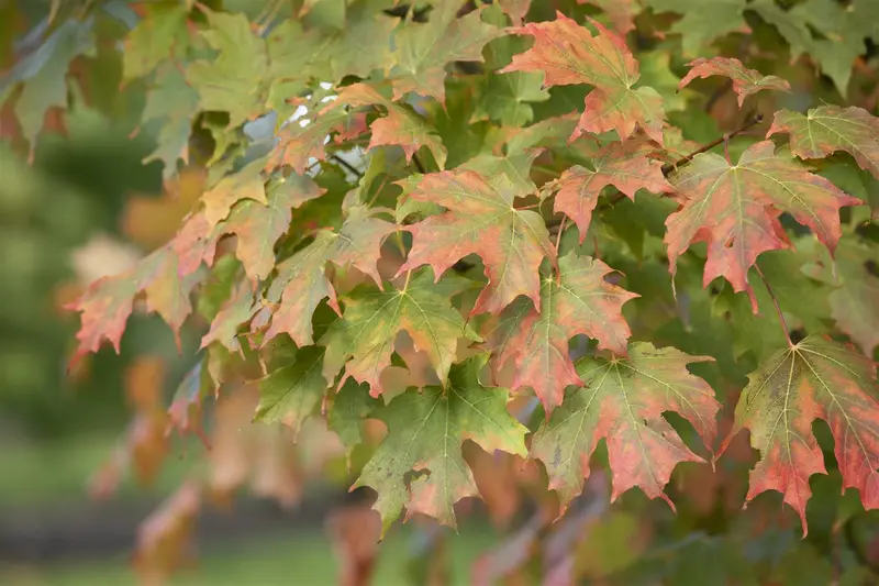 acer saccharum (HOcm) 14/16 C - afbeelding 2