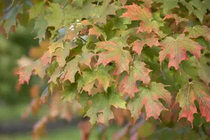 acer saccharum (HOcm) 14/16 C - afbeelding 2