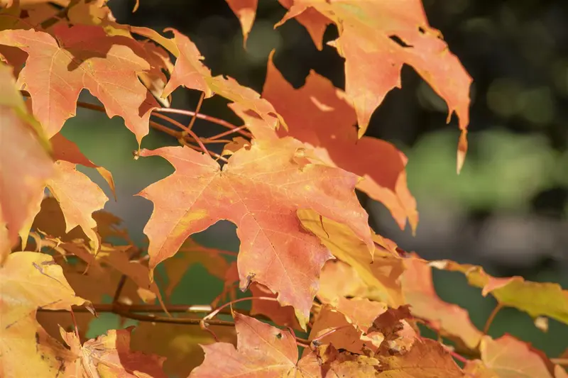 acer saccharum (HOcm) 14/16 C - afbeelding 3