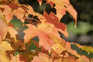acer saccharum (HOcm) 14/16 C - afbeelding 3