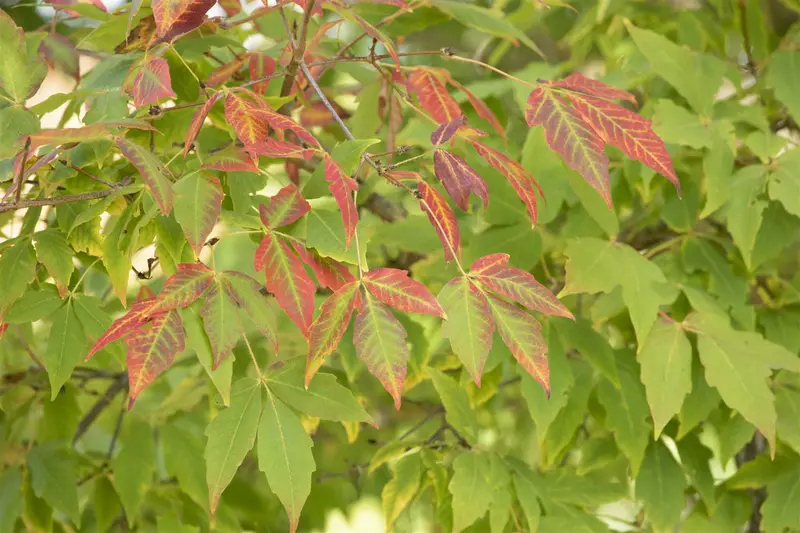 acer saccharum (HOcm) 14/16 C - afbeelding 4