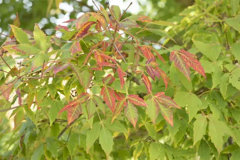 acer saccharum (HOcm) 14/16 C - afbeelding 5