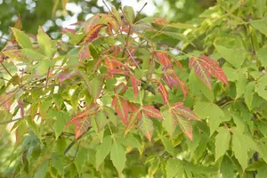 acer saccharum (HOcm) 14/16 C - afbeelding 5