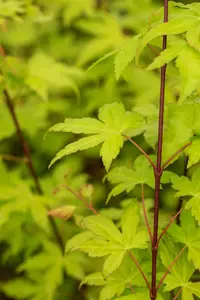 Acer shir. 'Jordan' 175-200   C20 - afbeelding 5