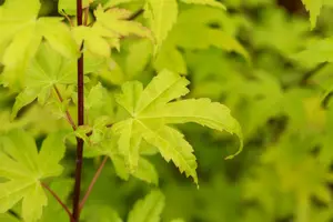 Acer shir. 'Jordan' 175-200   C20 - afbeelding 3