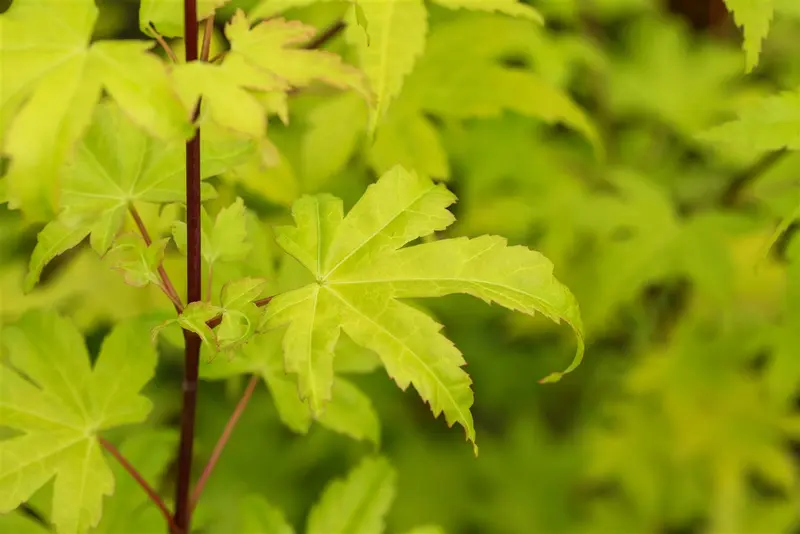 Acer shir. 'Jordan' 60- 80   C5 - afbeelding 3